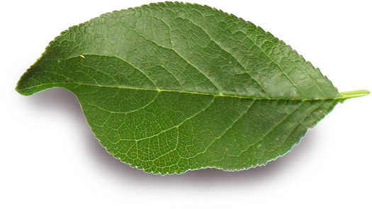 leaf